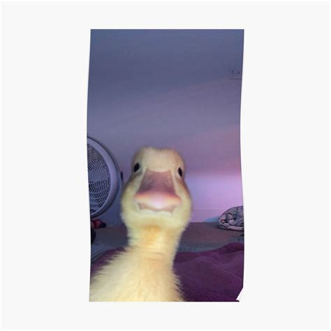 duck pfp meme 1080x1080